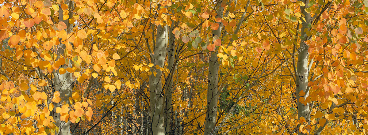 panoramic photo of aspen trees by Ross Wordhouse
