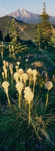 panoramic photo of Mt. Jefferson and beargrass by Ross Wordhouse