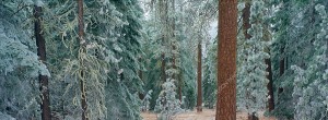 panoramic photo of black butte forest by Ross Wordhouse