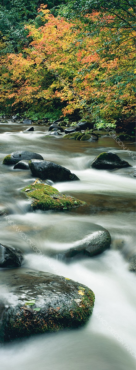 Oregon panoramic photo of the santiam river during fall by Ross Wordhouse